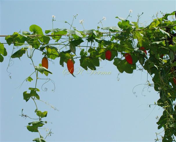  Plant with flowers and fruits